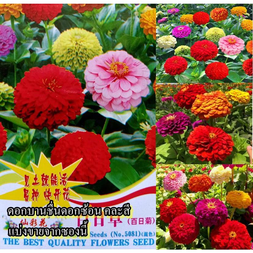 50+ เมล็ด เมล็ดดอกบานชื่นดอกซ้อน คละสี (ปลูกง่ายดอกซ้อนกันสวยคละสี มีสีแดง สีส้ม สีเขียว สีชมพู สีม่วง สีขาวและสีเหลือง)