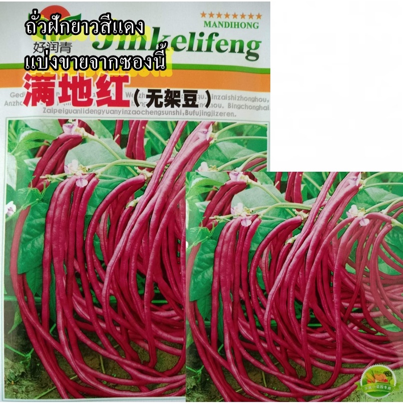 20 เมล็ด เมล็ดถั่วฝักยาวสีแดง พันธุ์พุ่ม ไร้ค้าง (ปลูกได้ตลอดปี ออกฝักดก รสชาติหวานกรอบอร่อย ฝักยาว 45-50 ซม.)