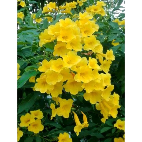 ทองอุไรสีเหลืองอร่าม1ต้นถุงดำสูงประมาณ30-40ซม.ไม้ดอกประดับ