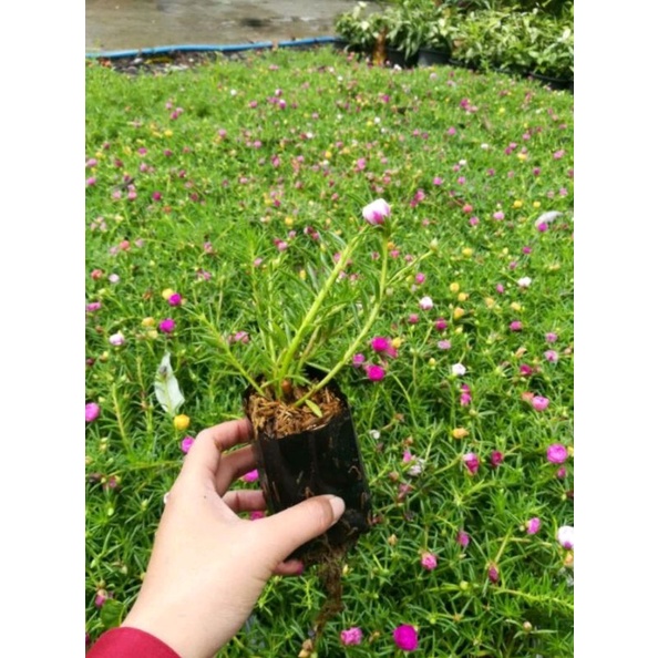 คุณนายตื่นสายประมาณ10-15ต้นปลูก1ถุงดำขนาดเล็กต้นกิ่งคละสีแพรเซี่ยงไฮ้🌷&กุหลาบดิน