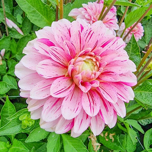 1 เหง้า Dahlia tubers ดอกรักเร่ ดาห์เลีย ต้นเตี้ย ดอกใหญ่ สีสันสวยงาม สายพันธุ์ Strawberry Cream