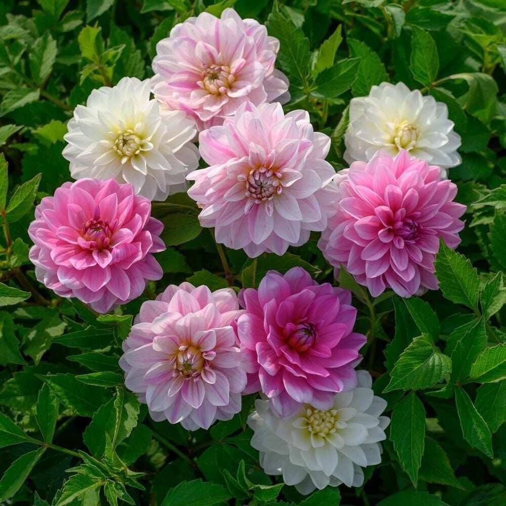 30 เมล็ด ดอกรักเร่ ดาห์เลีย Dahlia Seeds สายพันธุ์ Dahlia Trio