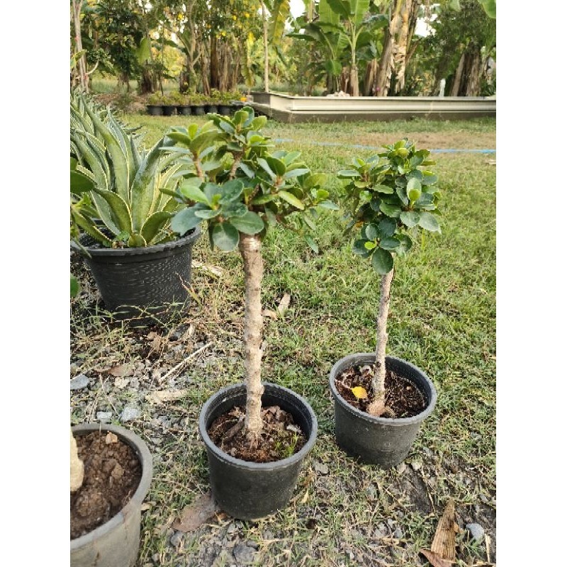 ต้นช้อนเงินช้อนทอง สูง 30-50 cm