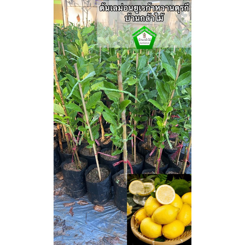 ต้นเลม่อนยูเรก้าหวานตุรกี พันธุ์ใหม่ ของแท้ 🎉ต้นแข็งแรง 🌿 สินค้าเสียหาย แจ้งทางร้านได้เลยจ้า