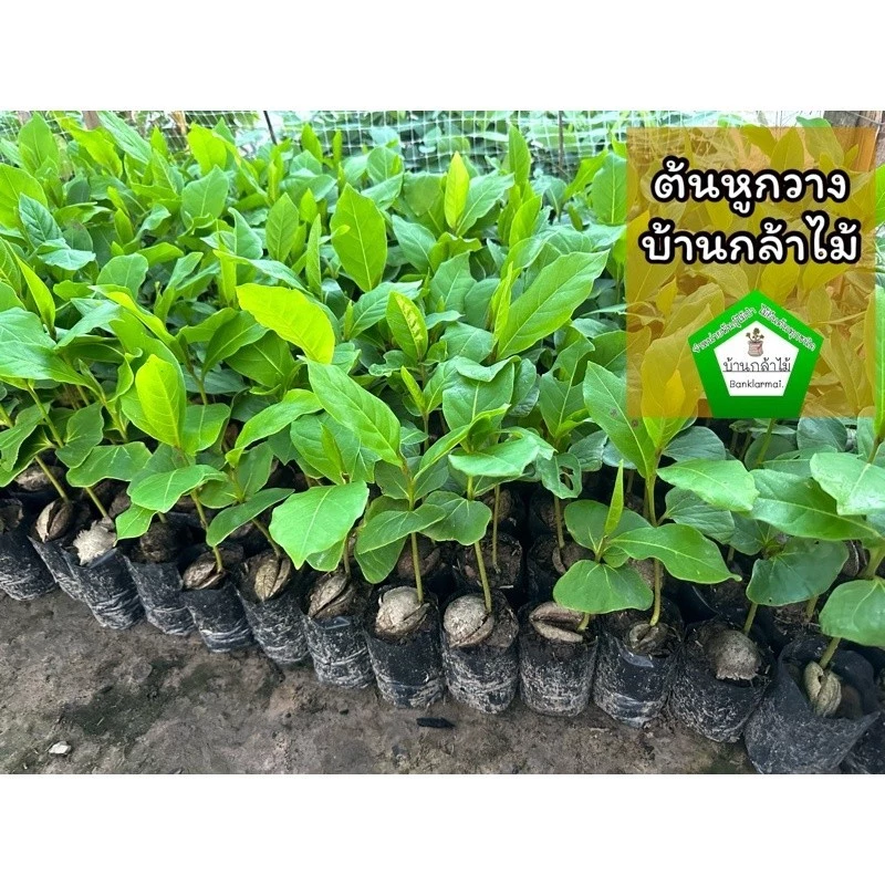 ต้นหูกวาง 🌿🎉ต้นแข็งแรง 🌿 สินค้าเสียหาย แจ้งทางร้านได้เลยจ้า