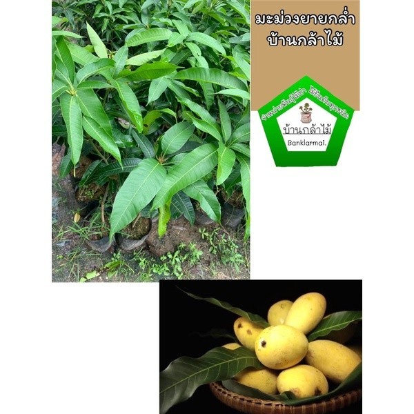 ต้นมะม่วงยายกล่ำ แท้ 100%  🎉ต้นแข็งแรง 🌿 สินค้าเสียหาย แจ้งทางร้านได้เลยจ้า