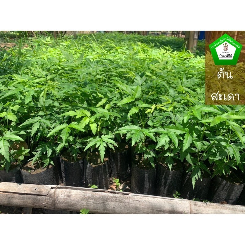 ต้นสะเดา #กล้าไม้ป่าไม้เศรษฐกิจ 🎉ต้นแข็งแรง 🌿 สินค้าเสียหาย แจ้งทางร้านได้เลยจ้า