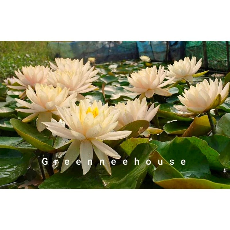 บัวฝรั่งชื่อพีชโกลว์ สีเหลืองครีม สวยดกมากให้ดอกตลอดปี (ร้านโค๊ทคุ้ม+แลกเหรียญ)