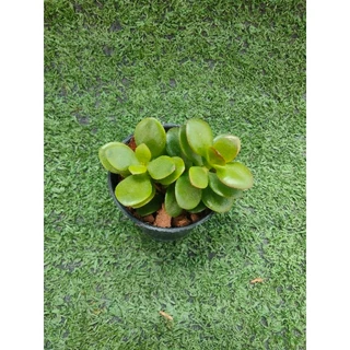 ต้นคลาสซูล่าใบเงิน, ต้นมันนี่ [Crassula Ovata, Money Plant] ไม้มงคลในกระถาง2นิ้ว