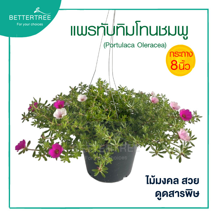 แพรทับทิมโทนดอกชมพู กระถาง 8 นิ้ว พร้อมลวดแขวน ต้นไม้แดด ไม้ดอก ต้นไม้