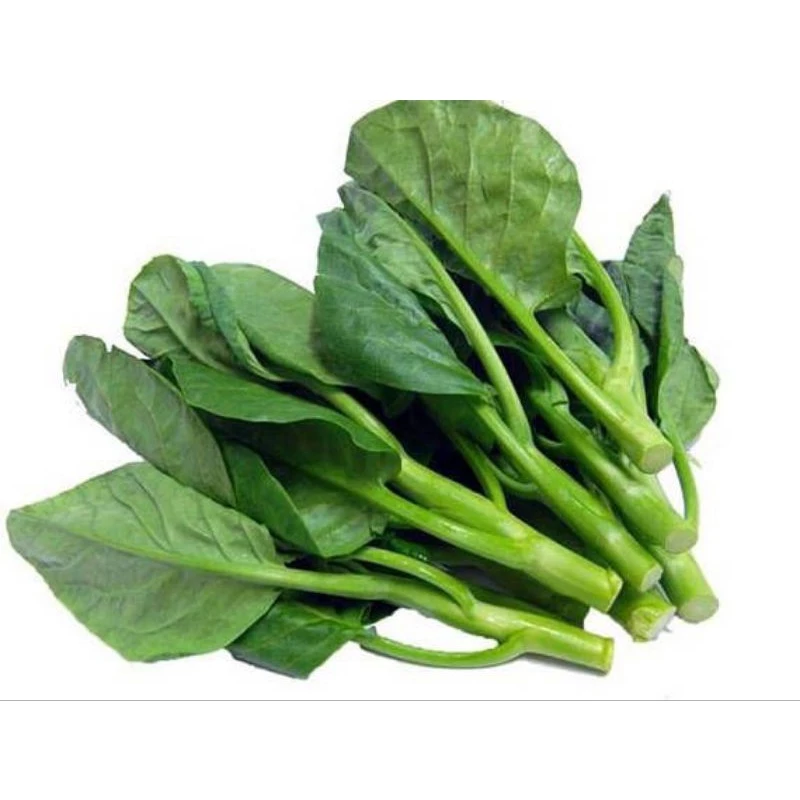 เมล็ดคะน้าฮ่องกง 500 เมล็ด(ซื้อ5แถม1คละได้)