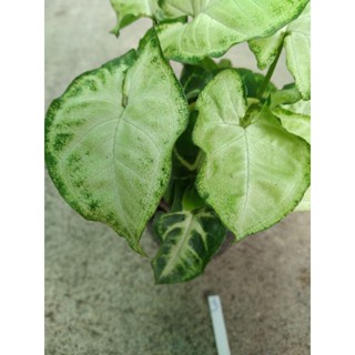 #syngonium #nana white butterfly สำหรับสายสะสมเชิงลึก รบกวนอ่านรายละเอียดนิดนึงนะคะ