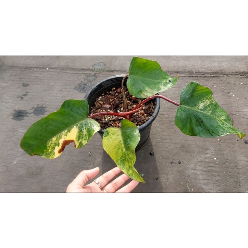 Philodendron Red Emerald Variegated (Strawberry Shake )