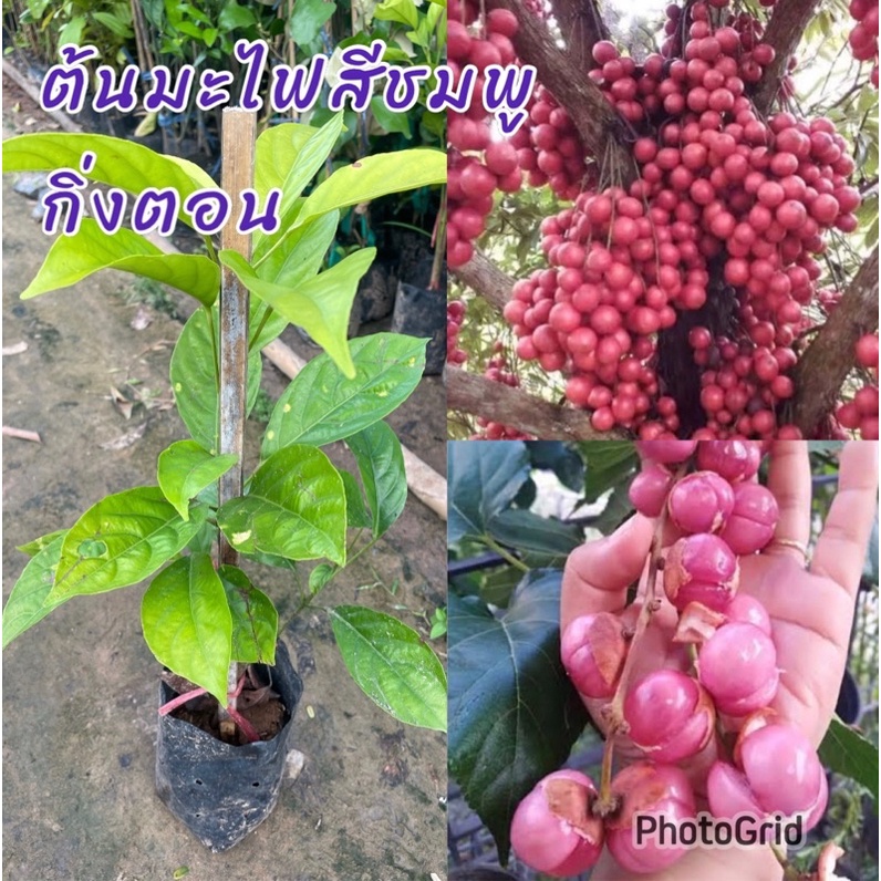 ต้นมะไฟสีชมพู กิ่งตอน ต้นแข็งแรงพร้อมปลูกขนาดต้นที่จัดส่ง 50ซม. รสชาติหวานอมเปรี้ยวนิดหน่อย