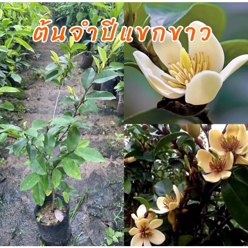 ต้นจำปีแขกขาว เป็นไม้มงคลดอกสีขาว ดอกมีกลิ่นหอมตลอดทั้งวัน เติบโตได้ทุกสภาพดินปลูกง่ายดูแลง่ายด้วย