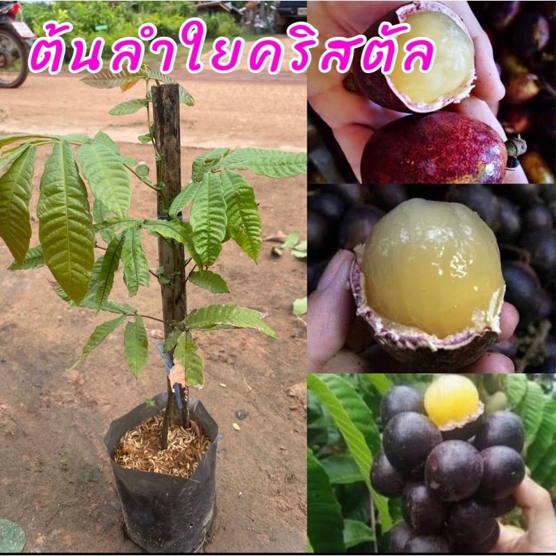 ต้นลำใยคริสตัลม่วงจัมโบ้ ผลสีม่วงลูกใหญ่ ปลูกง่าย เนื้อหนาหวานฉ่ำมีกลิ่นทุเรียน และเงาะ