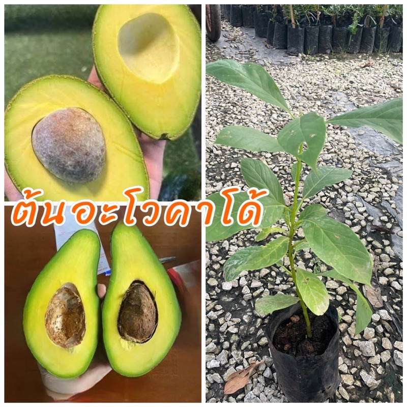 ต้นอะโวคาโด้ เพาะเมล็ด ผลใหญ่หวานมัน เนื้อนุ่มรสชาติคล้ายเนย ขนาดต้นสูง 50-70 ซม.ปลูกได้ทุกสภาพดิน