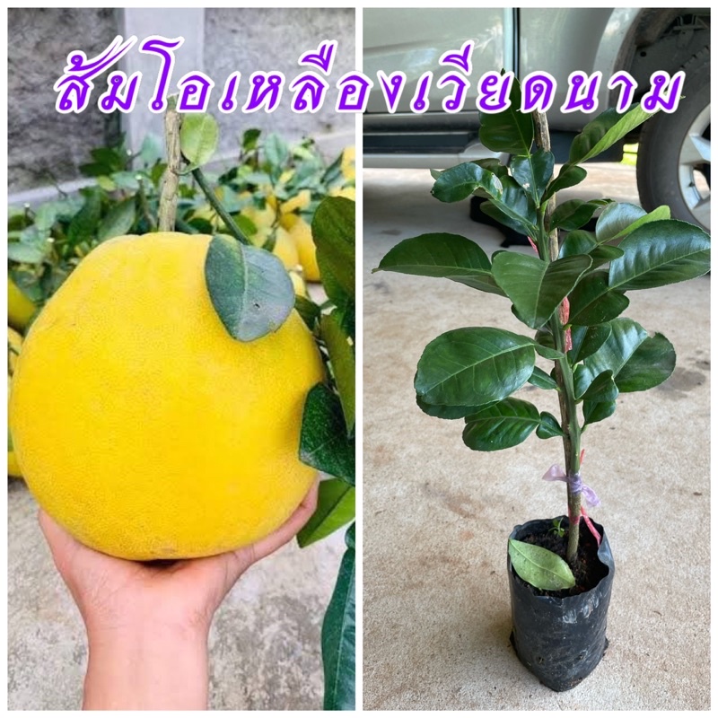 ส้มโอเหลืองเวียดนามไร้เมล็ด ผลใหญ่ รสชาติหวาน ไม่ขม อร่อย ขนาด 60 ซม. เนื้อข้างในเป็นสีชมพู
