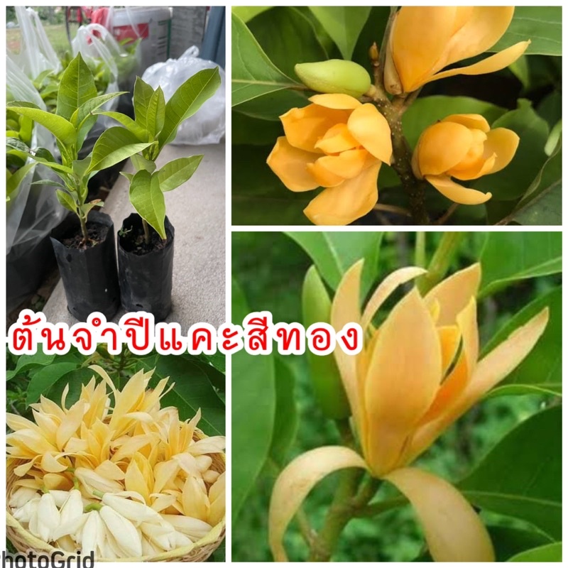 ต้นจำปีแคระ หรือ จำปีจิ๋ว ดอกสีทอง ดอกมีกลิ่นหอมสามารถปลูกในกระถางได้