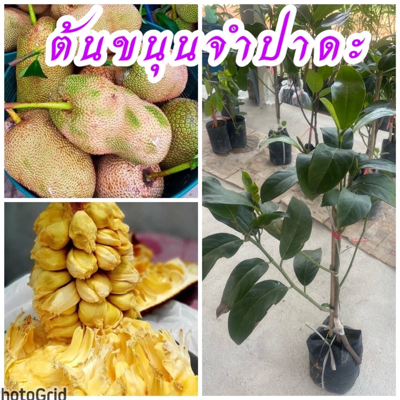 ต้นจำปาดะ จพปาดะ ทาบกิ่ง ต้นสูง 60ซม.เนื้อมีสีทองรสชาติหอมหวาน