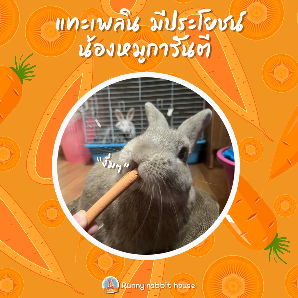 ลดหน้าไลฟ์40%แครอทอัดแท่ง สำหรับสัตว์เลี้ยง สัตว์ฟันแทะ กระต่าย หนูแฮมเตอร์ ชูการ์ เม่นแคระ - รูปที่ 3