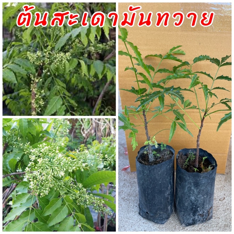 ต้นสะเดามันทวาย หนึ่งปีออกดอกถึงสามครั้ง รสชาติติดขมเล็กน้อย ปลูกง่าย ทนแล้ง ไม่ต้องดูแลรักษามาก สร้างรายได้งาม