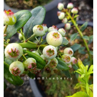 🌞ต้นบลูเบอร์รี่สายพันธุ์ Sunshine Blue สายพันธุ์แท้นำเข้าจาก…