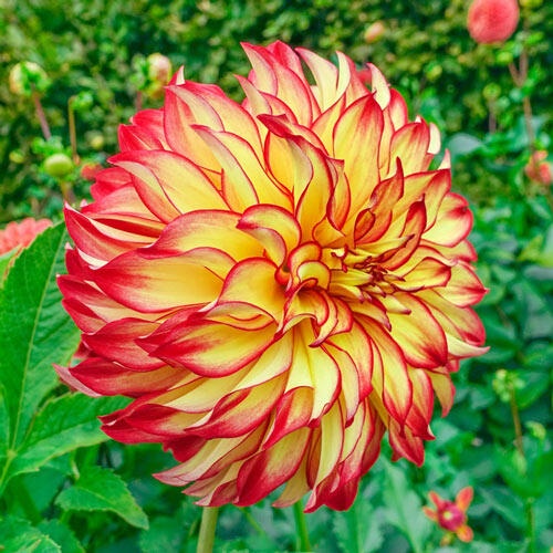 1 เหง้า Dahlia tubers ดอกรักเร่ ดาห์เลีย ต้นเตี้ย ดอกใหญ่ สีสันสวยงาม สายพันธุ์ Lady Darlene