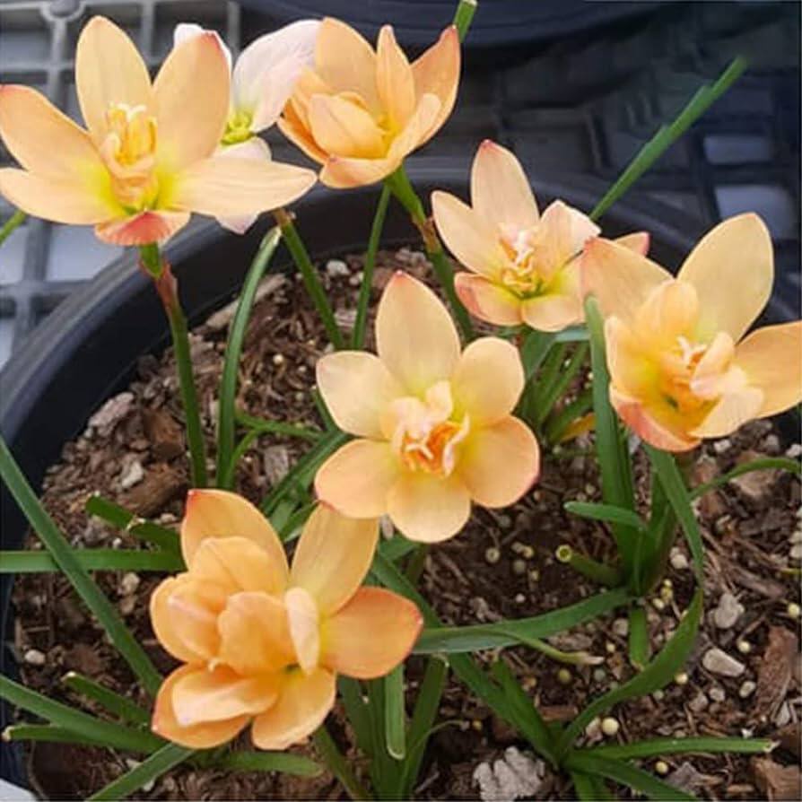 20 เมล็ด ดอกบัวดิน สีส้ม ดอกบัวสวรรค์ ว่านไทย Zephyranthes Rain Lily ดอกไม้ ปลูกง่าย