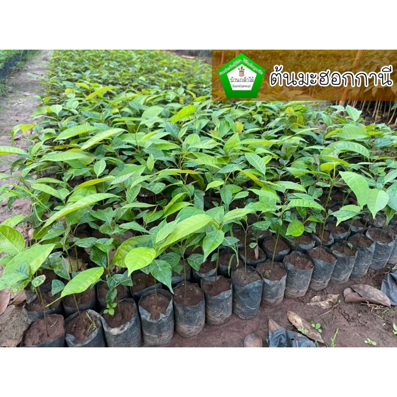 ต้นมะฮอกกานี ชุดละ 40 ต้น 🎉ต้นแข็งแรง 🌿 สินค้าเสียหาย แจ้งทางร้านได้เลยจ้า