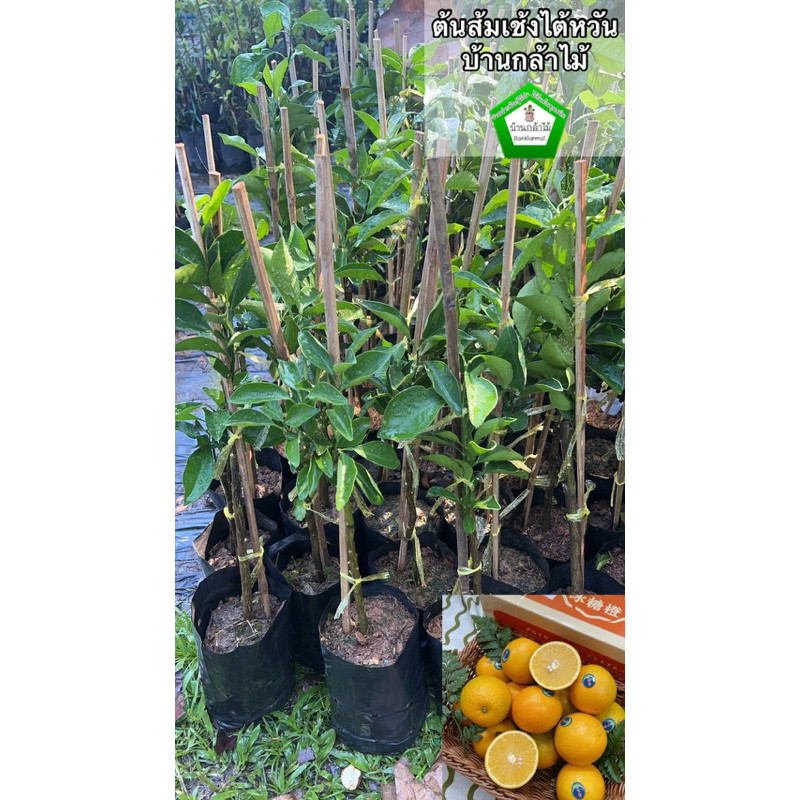 ต้นส้มเช้งไต้หวัน 🎉ต้นแข็งแรง 🌿 สินค้าเสียหาย แจ้งทางร้านได้เลยจ้า