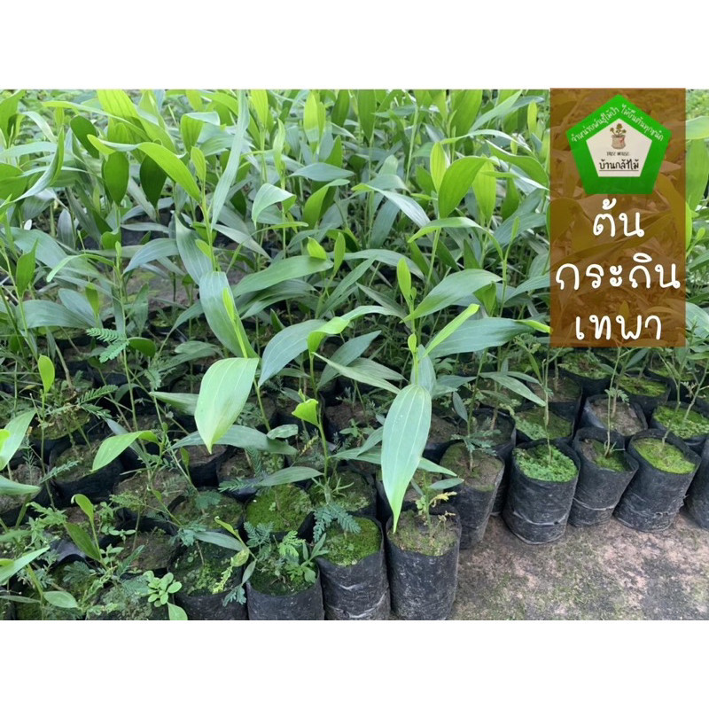 ต้นกระถินเทพา ชุดละ 40 ต้น 🎉ต้นแข็งแรง🌿 สินค้าเสียหาย แจ้งทางร้านได้เลยจ้า