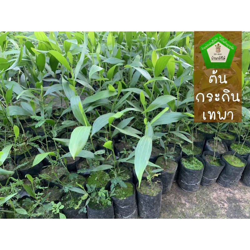 ต้นกระถินเทพา ชุดละ 40 ต้น 🎉ต้นแข็งแรง🌿 สินค้าเสียหาย แจ้งทางร้านได้เลยจ้า