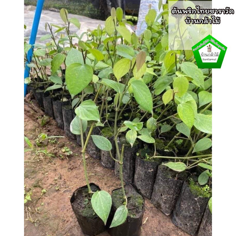 ต้นพริกไทยซาราวัค พร้อมลงปลูก 🌱 🌿 สินค้าเสียหาย แจ้งทางร้านได้เลยจ้า