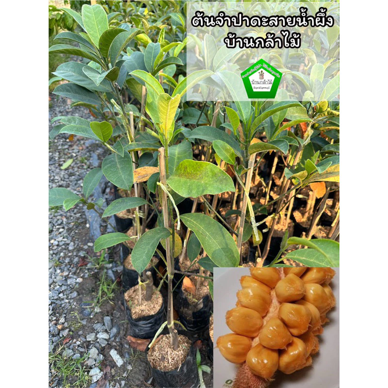 ต้นจำปาดะสายน้ำผึ้ง ออกผลไว 🎉ต้นแข็งแรง 🌿 สินค้าเสียหาย แจ้งทางร้านได้เลยจ้า
