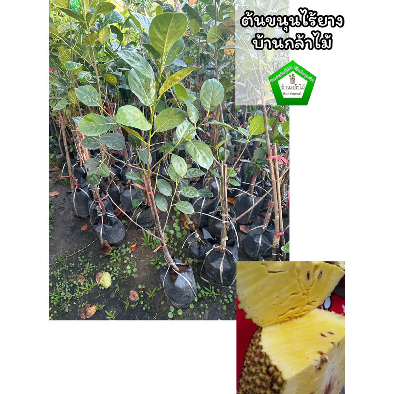 ต้นขนุนไร้ยาง ไร้เมล็ด 🎉ต้นแข็งแรง 🌿 สินค้าเสียหาย แจ้งทางร้านได้เลยจ้า