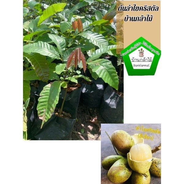 ต้นลำไยคริสตัลสีเหลือง 🎉🎉🌿 สินค้าเสียหาย แจ้งทางร้านได้เลยจ้า