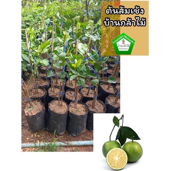 ต้นส้มเช้ง ออกผลไวมาก 🎉ต้นแข็งแรง 🌿 สินค้าเสียหาย แจ้งทางร้านได้เลยจ้า