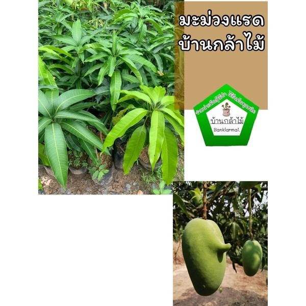 ต้นมะม่วงแรด แท้ 100%  🎉ต้นแข็งแรง🌿 สินค้าเสียหาย แจ้งทางร้านได้เลยจ้า