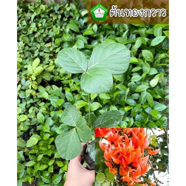 ต้นทองกวาว ดอกจาน 🍁 ต้นแข็งแรง 🌿 สินค้าเสียหาย แจ้งทางร้านได้เลยจ้า