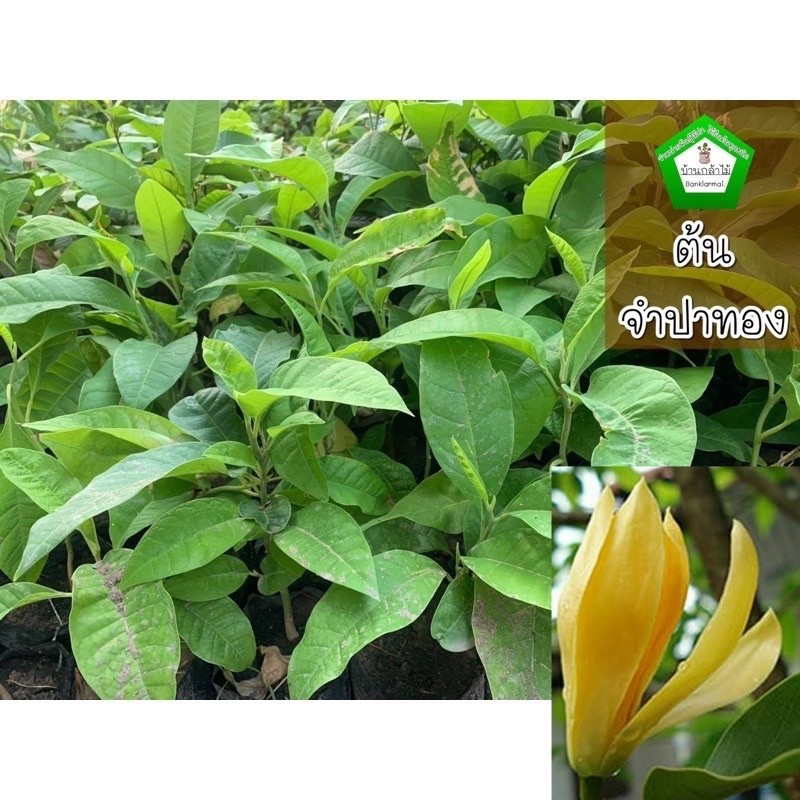 ต้นจำปา จำปาทอง  🎉ต้นแข็งแรง 🌿 สินค้าเสียหาย แจ้งทางร้านได้เลยจ้า