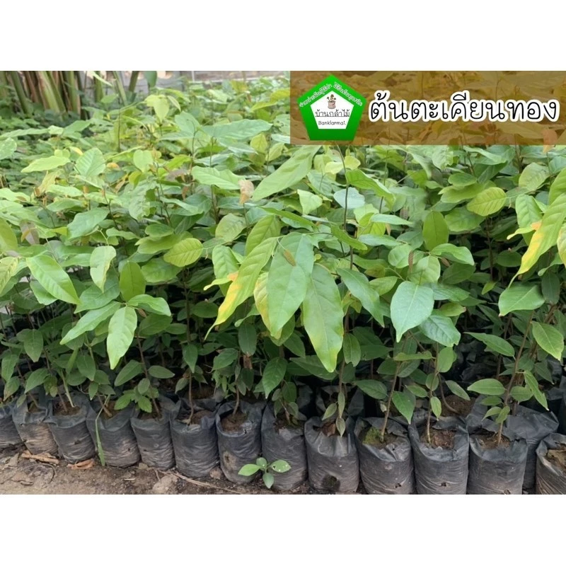ต้นตะเคียนทอง 🎉ต้นแข็งแรง สวย 🌿 สินค้าเสียหาย แจ้งทางร้านได้เลยจ้า