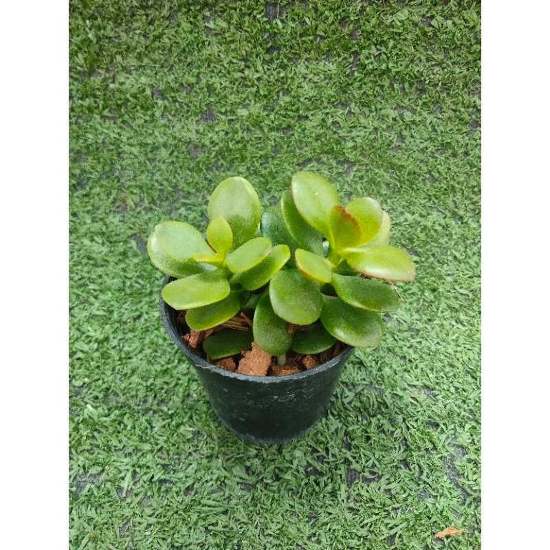ต้นคลาสซูล่าใบเงิน, ต้นมันนี่ [Crassula Ovata, Money Plant] ไม้มงคลในกระถาง2นิ้ว