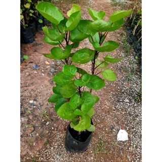 ต้นเล็บครุฑ🌱ใบนำมาต้นดื่มแก้ปวดหัวแก้ไมเกรน(รับประกันสินค้าชำรุดเสียหาย)
