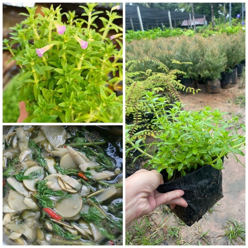 ต้นผักกะแยง ผักสะแยง ใบมีกลิ่นหอม ใช้ประดอบอาหารได้เช่น แกงหน่อไม้ หมกหน่อไม้