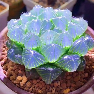 คริสตัลน้ำค้างหยกกระจกสีฟ้าน้ำค้างหยก succulents สิบสองม้วนของสกุล Yulushou ชุดดอกไม้พืชสีเขียวกระถางต้นไม้
