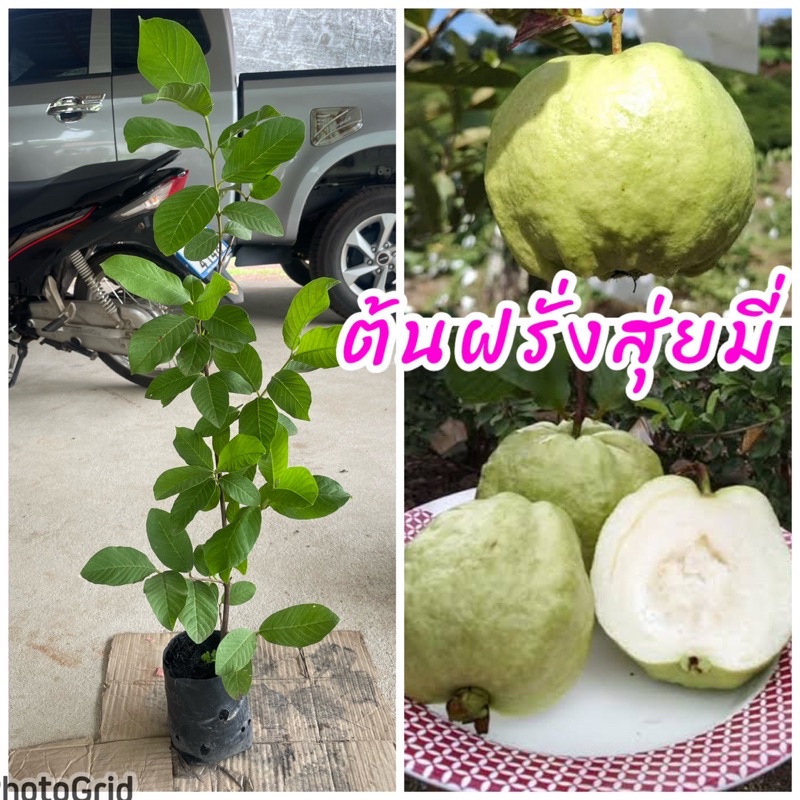 ต้นฝรั่งสุยมี่ ฝรั่งสุยมี่ กิ่งตอน ปลูกไม่ถึงปีติดผล หวานกรอบ แทบจะไม่มีเมล็ดเลย ขนาดต้น 50-60 ซม.