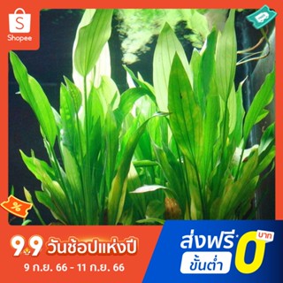 Pota Artificial Water Grass Green Plant Fish Tank Aquarium Decor Plastic Ornament