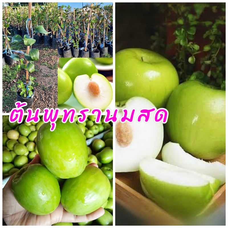 ต้นพุทรานมสด หวานกรอบ ติดผลดก ออกผลตลอดทั้งปี ขนาดต้น60ซม. ต้นเตี้ย