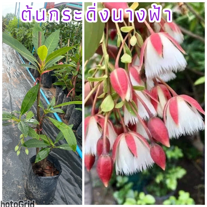 ต้นกระดิ่งนางฟ้า นิยมปลูกในบ้านและสวนหย่อม เป็นไม้มงคลช่วยเรียกโชค เรียกทรัพย์เข้ามาหาคนในบ้านหรือผู้ที่ปลูกดอกสวยงามมาก